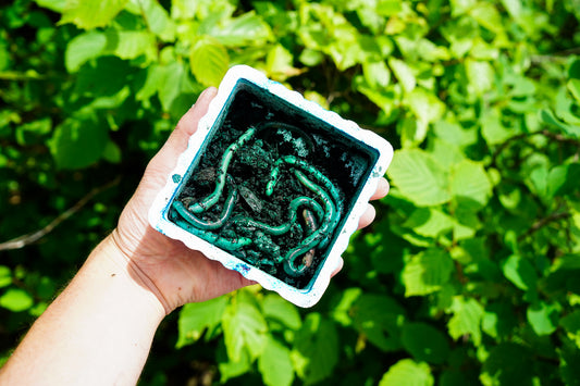 Lil Mac’s Colorant Kit  Blue