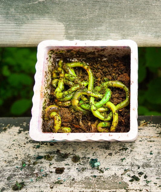 Lil Mac’s Colorant Kit  Chartreuse