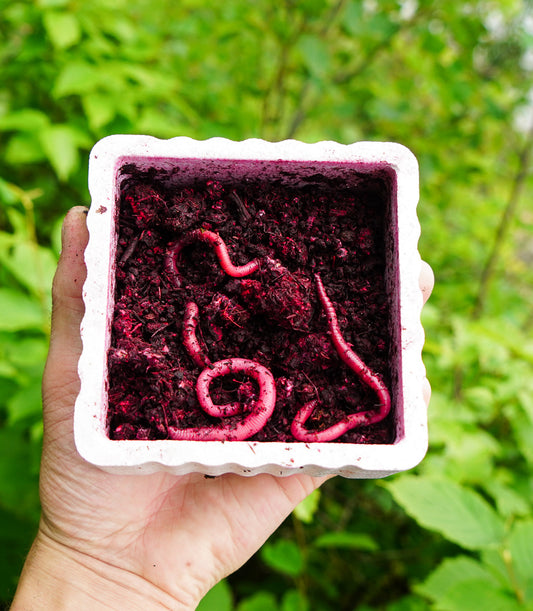 Lil Mac’s Colorant Kit Pink